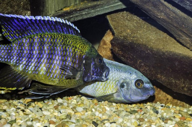 Peacock and Fulleborni spat.jpg