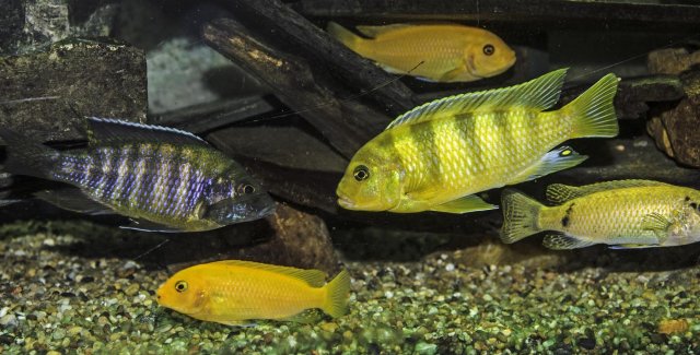 Malawi Cichlids.jpg