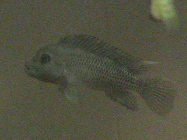 African Dwarf Humphead.JPG
