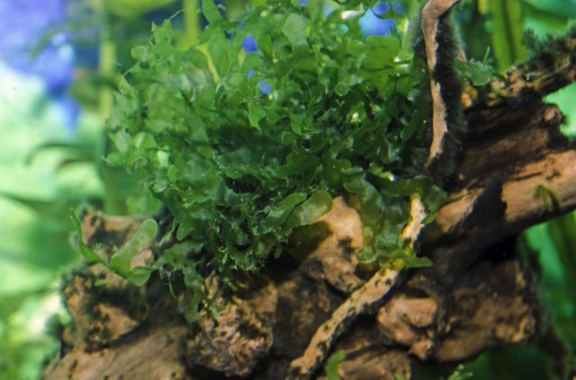 Susswassertang detail 3.jpg