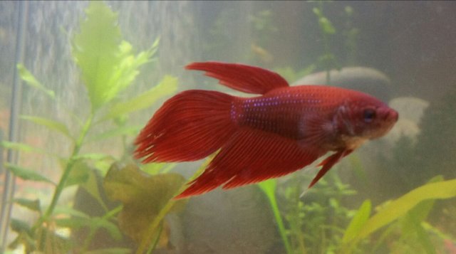 red female betta.jpg