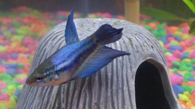 blue female betta.jpg