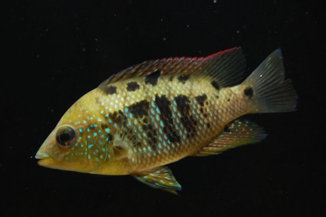 cichlasoma.jpg