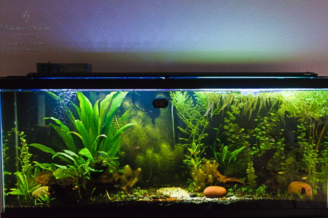 tankupdate-06-05-15-day65sm.jpg tankupdate-06-05-15-day65sm.jpg