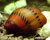 200px-Ruby_nerite_snail456.jpg