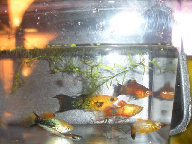 livebearer community tank