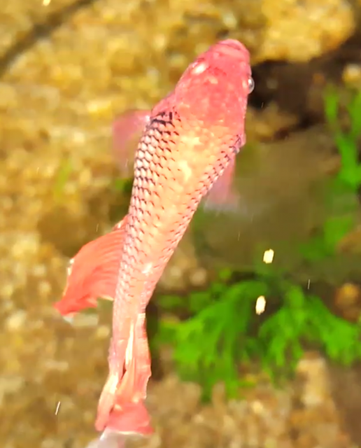 Screenshot_2015-09-07-12-34-22-1.png