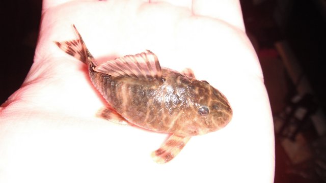 DSCF1226.JPG