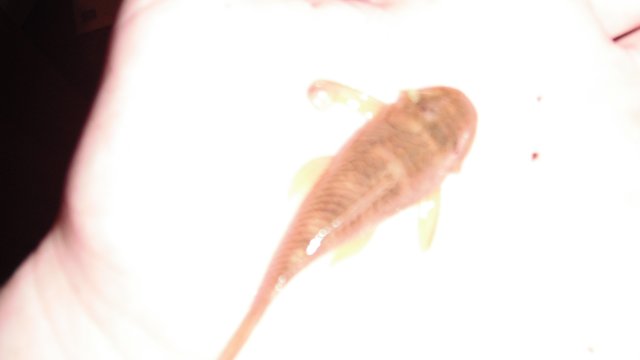 DSCF1229.JPG