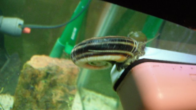 DSCF1237.JPG