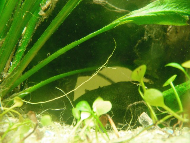 DSCF1476.JPG