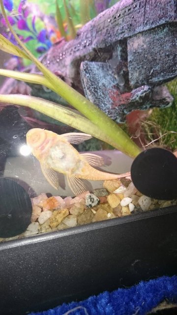 12169665_10153729580091501_102774638_o.jpg 12169665_10153729580091501_102774638_o.jpg