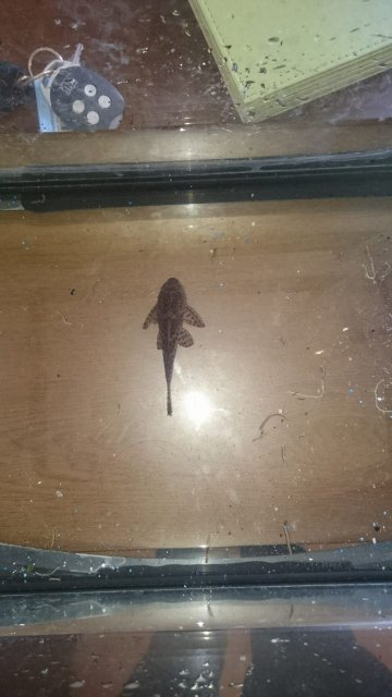 12171068_10153729579936501_1987266418_o.jpg 12171068_10153729579936501_1987266418_o.jpg