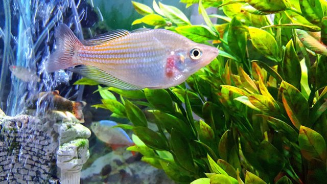 fish sore.jpg