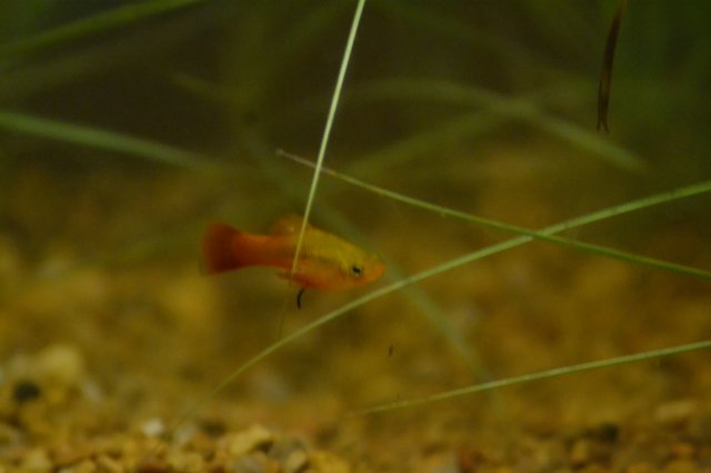 DSC_0029.JPG DSC_0029.JPG