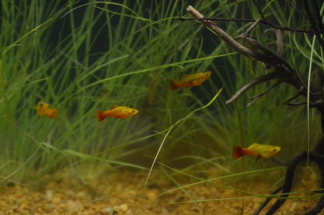 DSC_0053.JPG DSC_0053.JPG