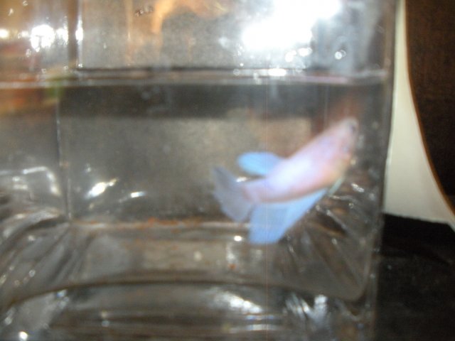 Betta Female Pink Blue017.jpg