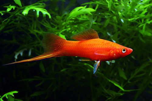 red_swordtail.jpg red_swordtail.jpg