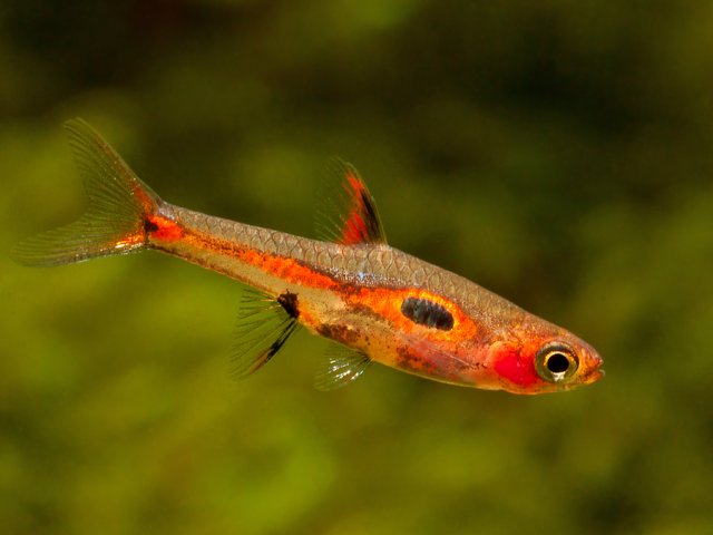 Boraras-merah-2.jpg