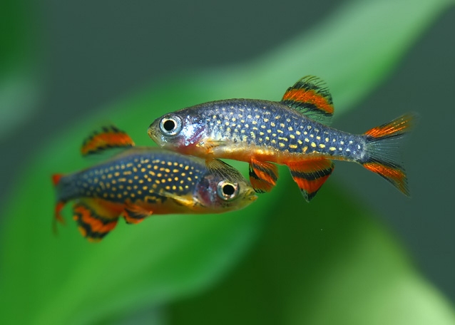 Danio-margaritatus-displaying-males-1.jpg Danio-margaritatus-displaying-males-1.jpg