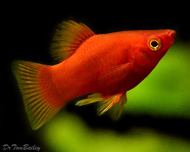 coral_red_platy_110810b1_w0640.jpg