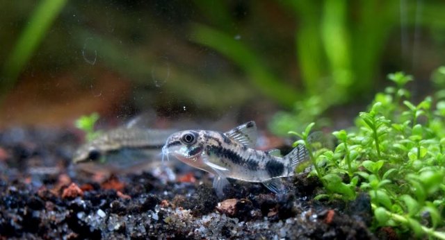 dwarfCory.jpg