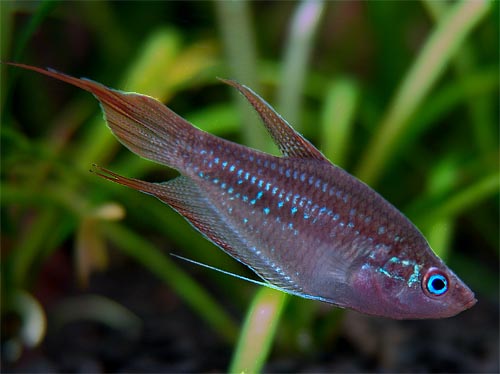 Gourami-Giant-Sparkling.jpg