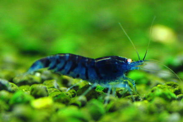 oebt-orange-eye-blue-tiger-shrimp__03569_zoom.jpg