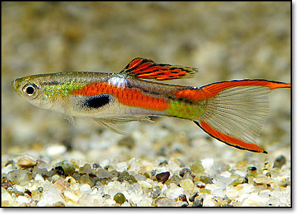 Endlers-Guppy.jpg
