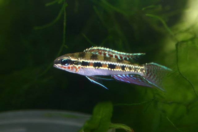 Dicrossusfilamentosus-checkerboardcichlid-bettamuse_zps8fd34811.jpg