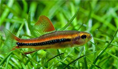 2342015_94456191FishSpc_25.jpg