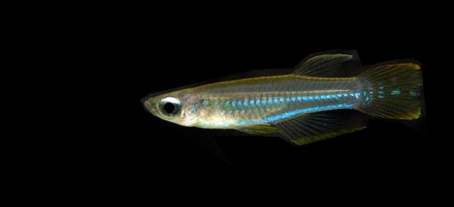 lampeye-panchax-01.jpg