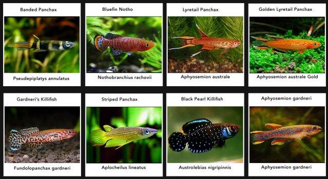 Killifish.jpg