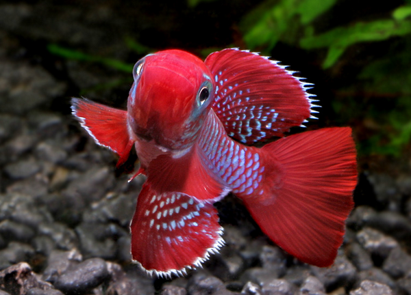 killifish_Nothobranchius eggersi  Utete.PNG
