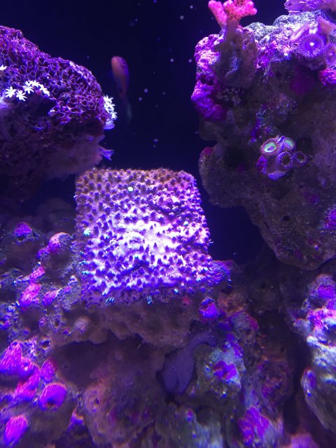 Neon green star polyps closed with brown substance spreading