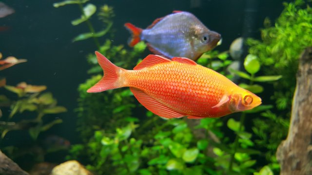 albino2 (Large).jpg