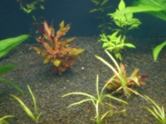 DSCN0046.JPG