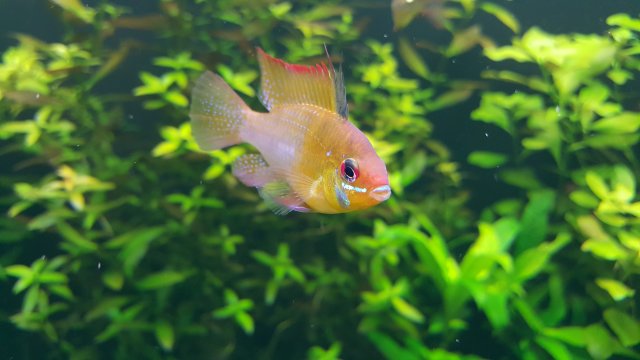 GBR (Large).jpg