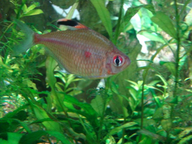 Tank Feb 2016 033.JPG