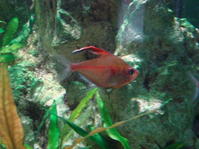 Tank Feb 2016 014.JPG