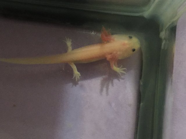 For Sale 3 4 Inch Leucistic Axolotls 15 Santa Fe Tx Pickup And Able To Ship Aquariacentral Com For Sale 3 4 Inch Leucistic Axolotls 15 Santa Fe Tx Pickup And Able To Ship Aquariacentral Com