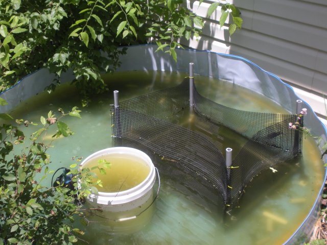Pool with Trap and HOB.jpg
