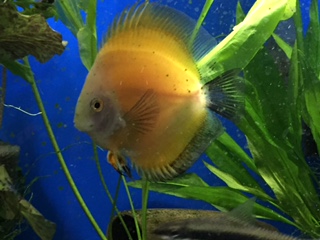 Yellow Discus.JPG