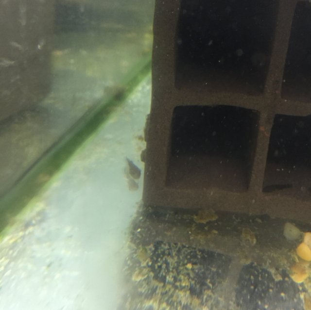 green dragon fry 81216.JPG