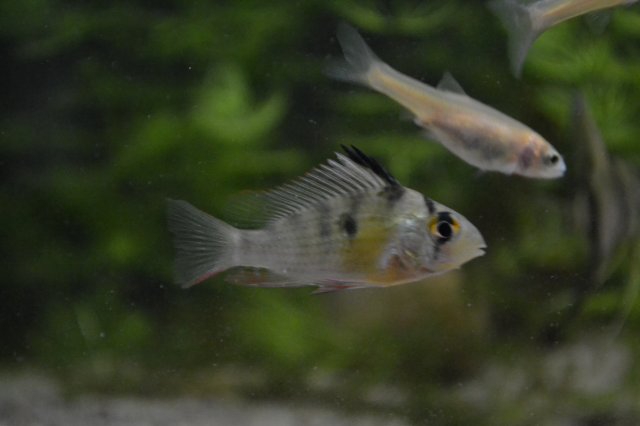 DSC_0215.JPG