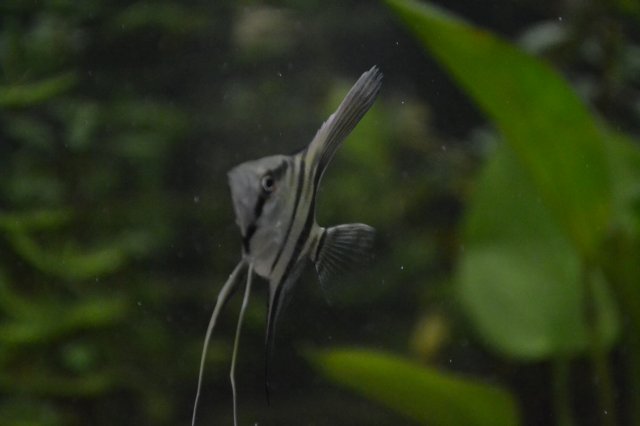 DSC_0217.JPG