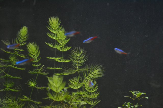 DSC_0220.JPG