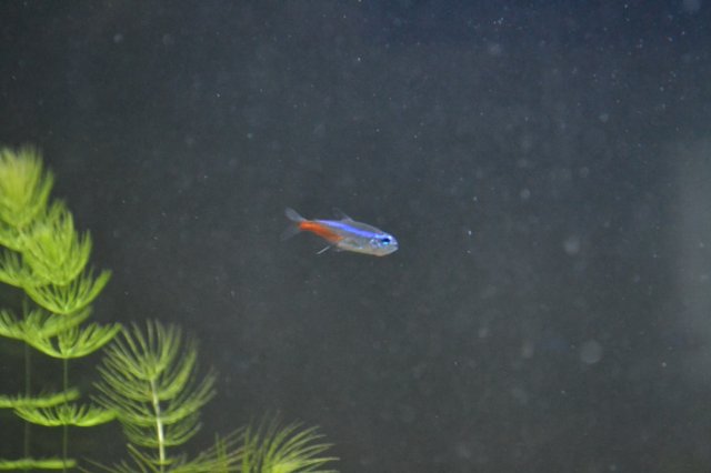 DSC_0221.JPG