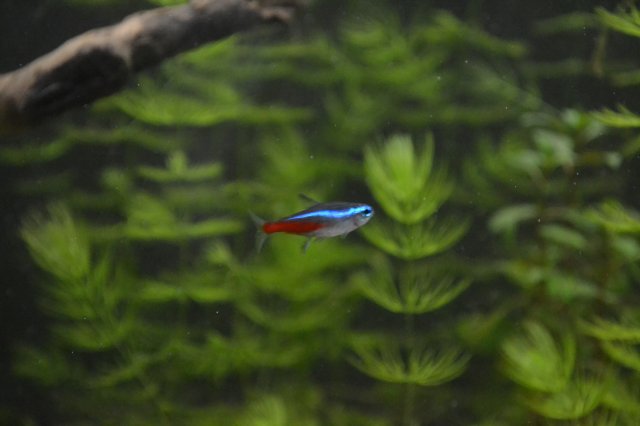 DSC_0225.JPG