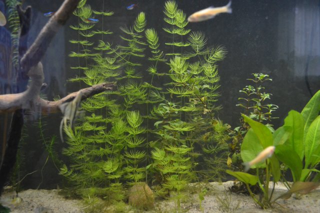 DSC_0236.JPG